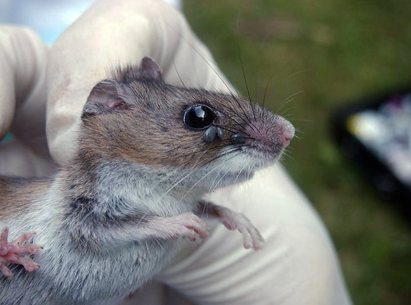 Kutu melekat pada kepala tikus.