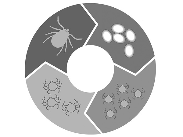 Gambar secara skematik menggambarkan kitaran hidup kutu ixodid.