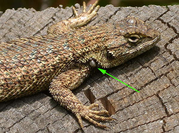 Ixodids cukup mampu memberi makan kepada cicak dan katak.