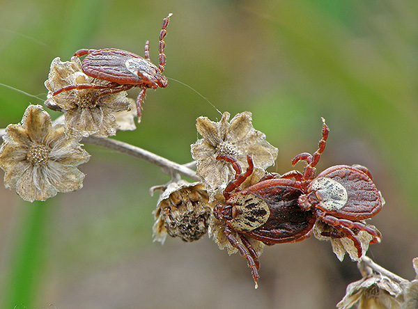 البالغون من Ixodes persulcatus