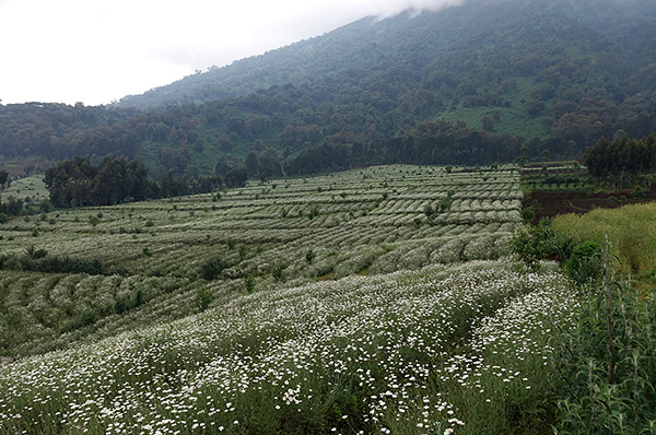 Insektisida semulajadi pyrethrins terdapat dalam bunga beberapa jenis chamomile.