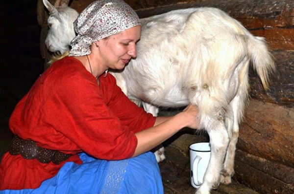 Jangkitan TBE juga boleh berlaku melalui pengambilan kambing mentah atau susu lembu.