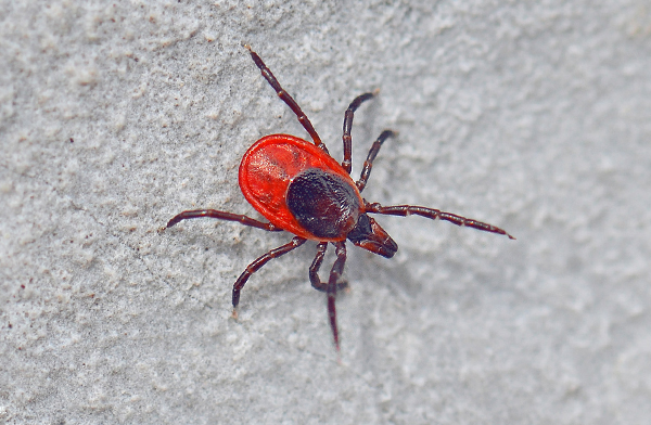 Ixodes ricinus adalah vektor utama ensefalitis di bahagian Eropah di Rusia.