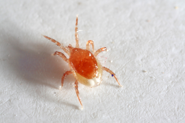 Kebanyakan gamazid jauh lebih kecil daripada ahli genus Ixodes.