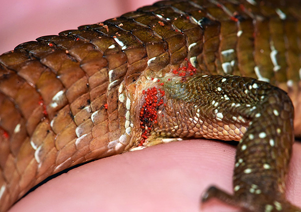 Larva kutu merah menunggu mangsanya di rumput atau di tanah, menyerang beramai-ramai pada peluang itu.