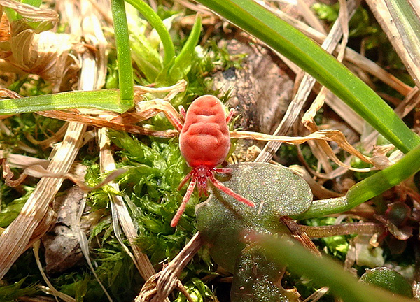 Seekor kutu dari keluarga Trombidiidae di rumput.