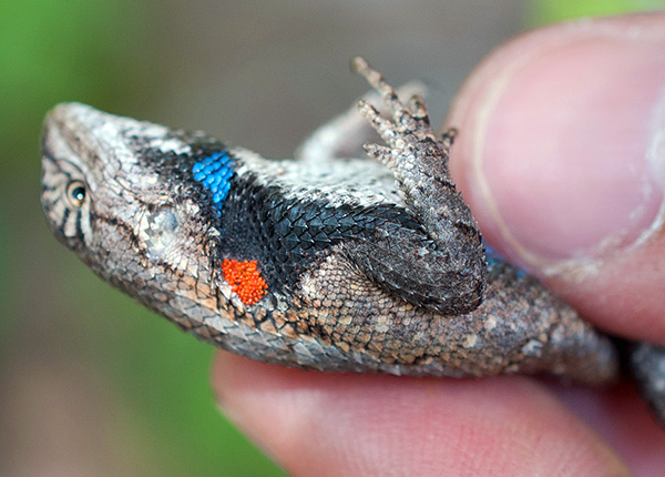 Selalunya, larva menyerang serangga dan reptilia.