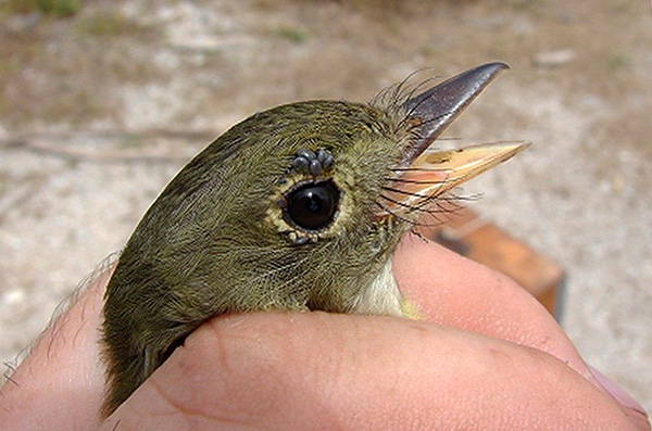 Larva Ixodes ricinus secara aktif memakan burung dan tikus kecil.