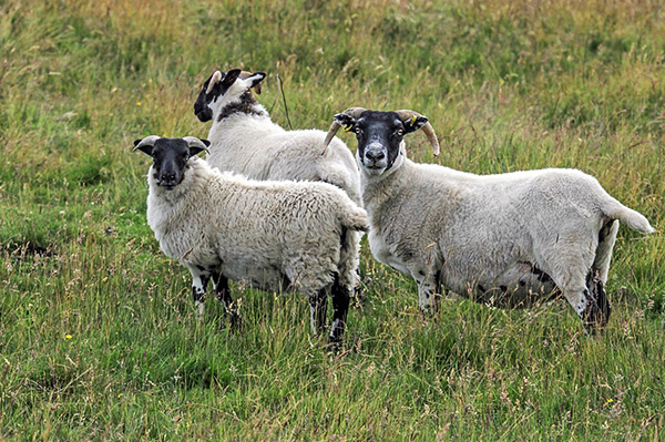 Ensefalitis Scotland terutamanya memberi kesan kepada biri-biri, dan boleh berjangkit kepada manusia melalui gigitan kutu anjing.