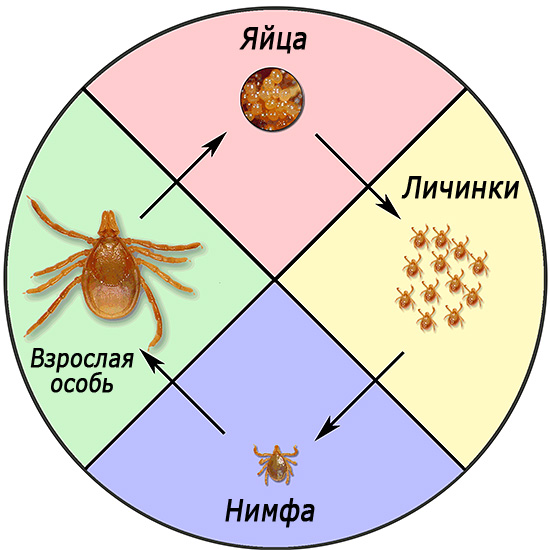 دورة حياة Ixodes ricinus.