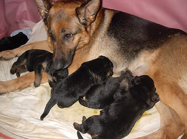 Jika seekor anjing sakit dengan otodektosis, maka ia pasti akan menjangkiti anak anjingnya.