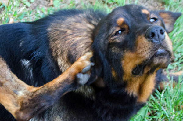 Jika tidak dirawat, otodektosis akhirnya boleh menyebabkan kematian anjing itu.