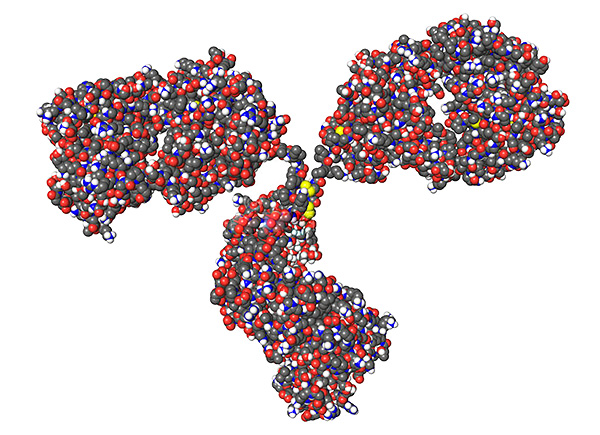 Model spatial molekul imunoglobulin