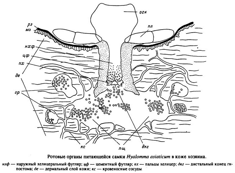 أجزاء فم أنثى القراد المغذية Hyalomma asiaticum