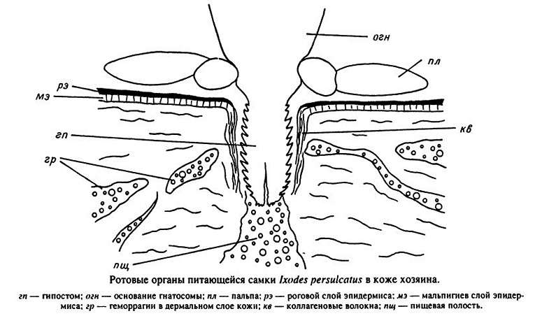 أجزاء الفم من تغذية أنثى Ixodes persulcatus