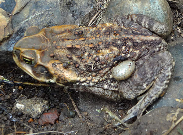 Ixodids juga boleh parasit katak dan katak.