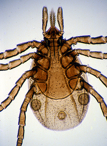 Borrelia mendiami terutamanya saluran pencernaan kutu.