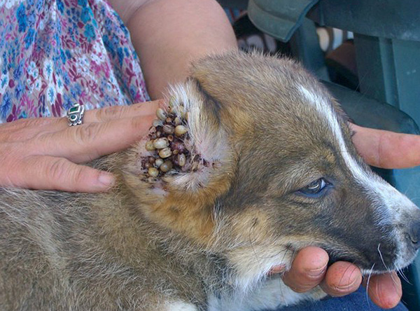 Tempat kegemaran untuk menghisap kutu pada anjing ialah di telinga.