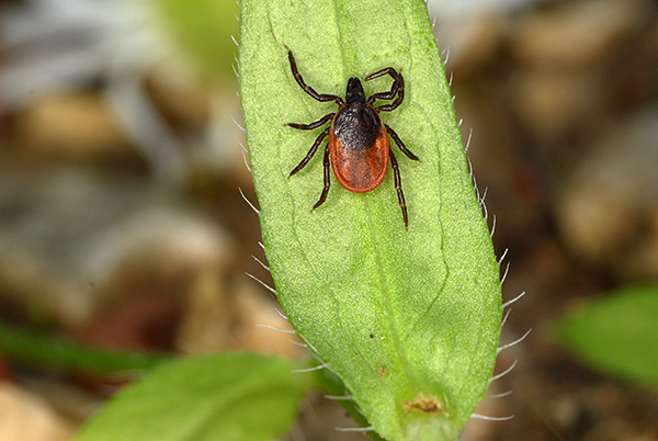 Ixodes ricinus