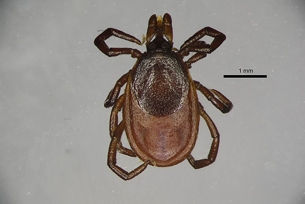 Ixodes persulcatus أنثى