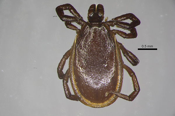 Ixodes persulcatus ، ذكر