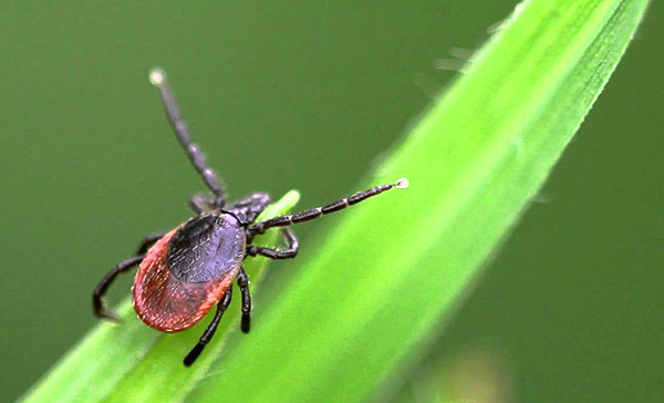 Kutu anjing Ixodes ricinus