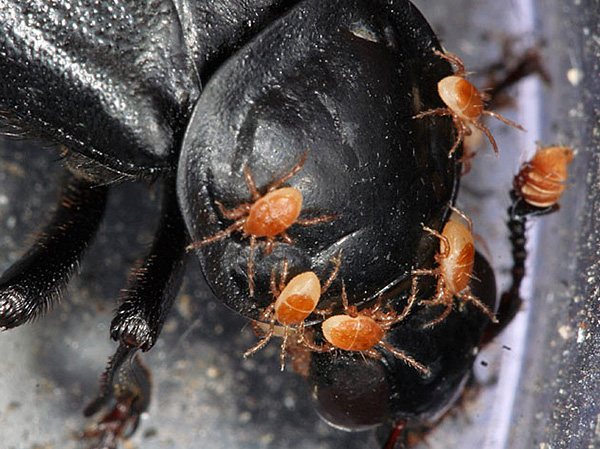 عث الجثة Poecilochirus necrophori