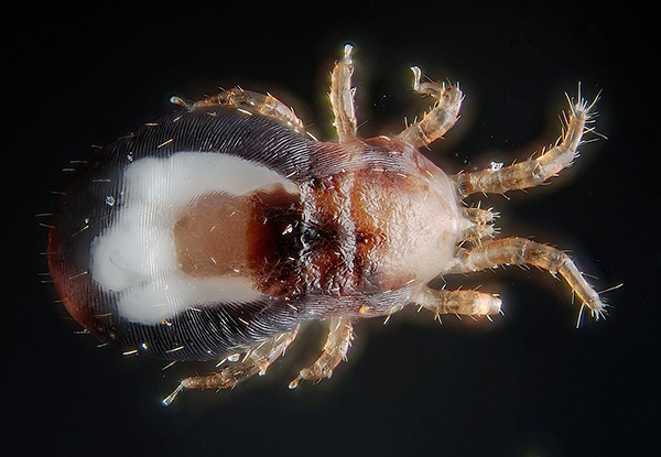 Satu lagi contoh hama parasitiform ialah hama ayam (Dermanyssus gallinae)