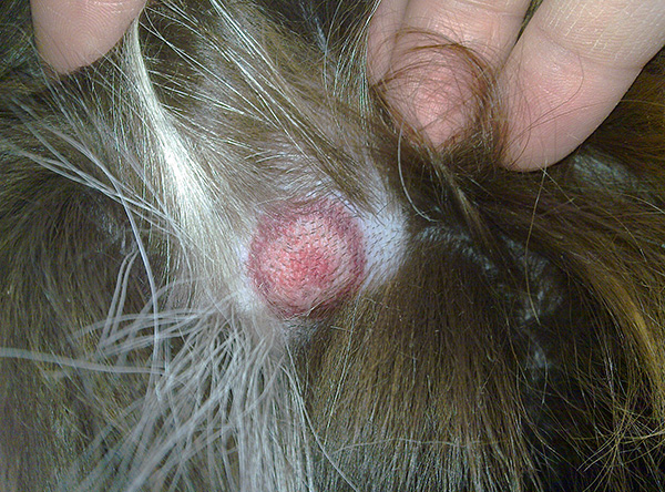 Annular erythema migrans pada anjing (tanda jangkitan dengan borreliosis)