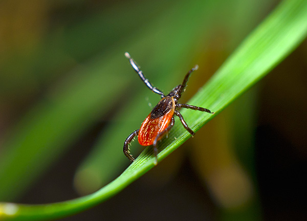 Sebagai sebahagian daripada pencegahan borreliosis bawaan kutu, perhatian yang besar harus diberikan, pertama sekali, kepada pencegahan gigitan kutu.