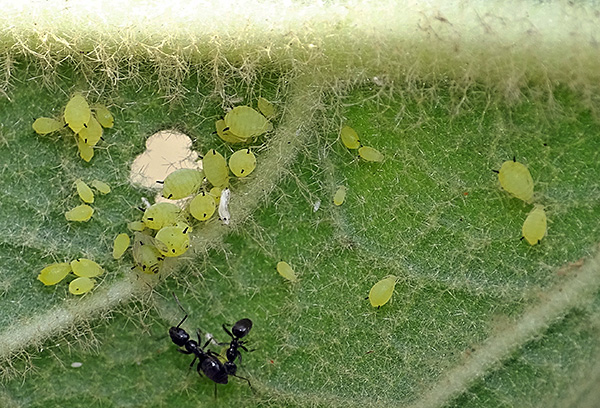 Aphids pada daun