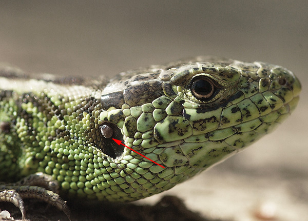 Tanda ixodid pada cicak