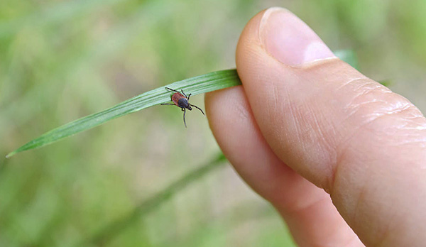 Beginilah rupa kutu di rumput.