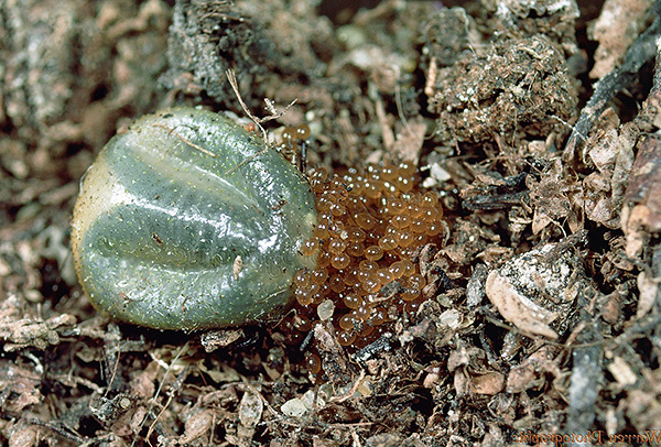 Beratus-ratus larva kutu boleh menetas dari satu klac telur parasit.