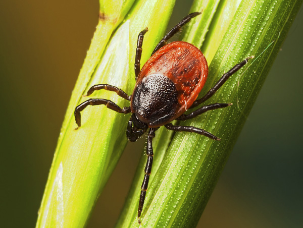 Kutu taiga (Ixodes persulcatus)