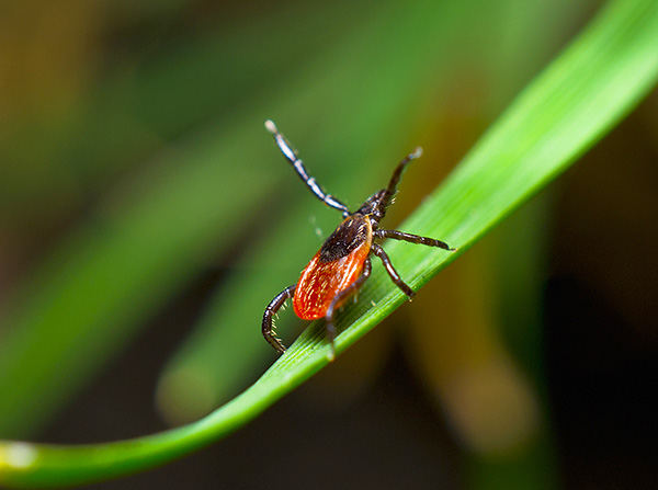 Kutu (arachnid), sebagai peraturan, dimusnahkan dengan cara yang sama yang meracuni serangga.