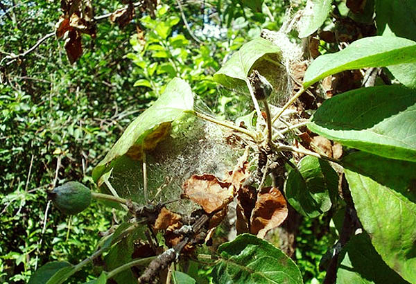 Peringkat terminal jangkitan pokok epal dengan hama labah-labah