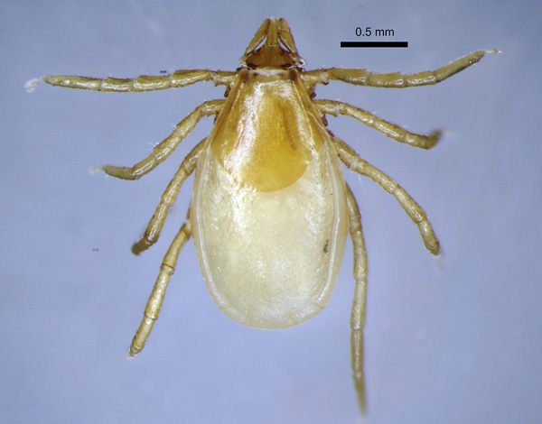 القراد Ixodes trianguliceps أنثى القراد 