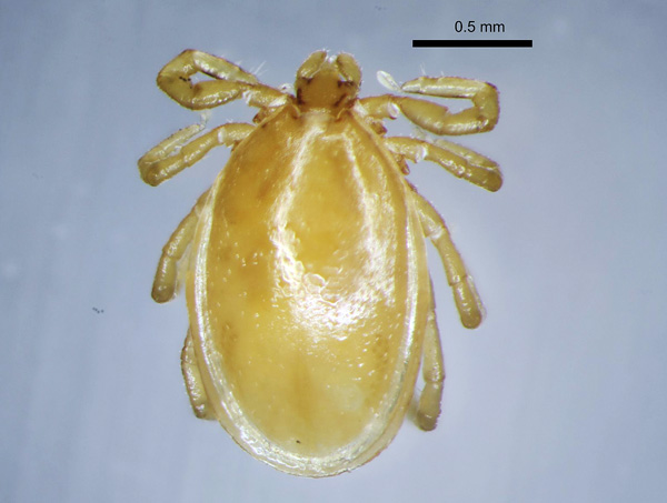 Kutu jantan daripada spesies Ixodes trianguliceps 