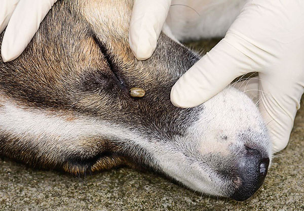 Penghantaran ensefalitis bawaan kutu melalui anjing