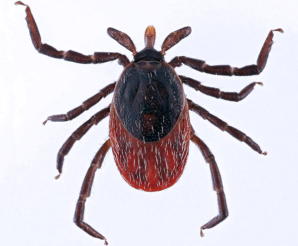 Ixodes ricinus (أنثى بالغة)