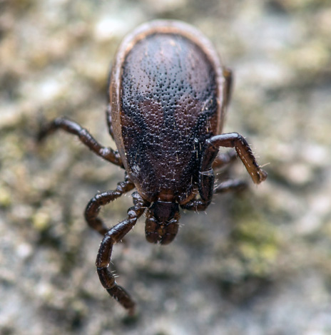 القراد الكلب (Ixodes ricinus) ذكر بالغ