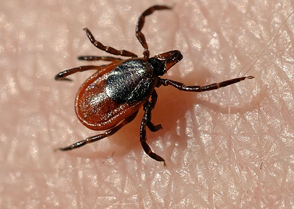 أنثى قراد التايغا (Ixodes persulcatus)