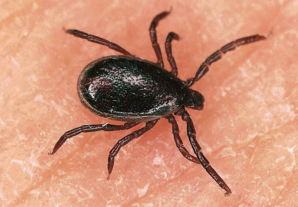 ذكر التايغا (Ixodes persulcatus)