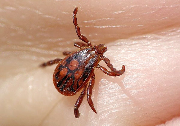 Nimfa kutu Taiga (Ixodes persulcatus)