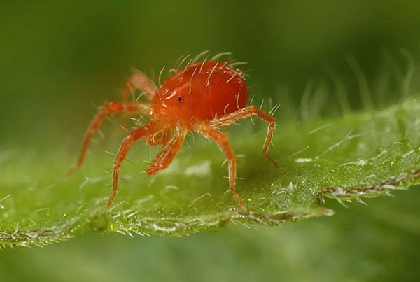 Phytoseiulus Dewasa (Phytoseiulus persimilis)