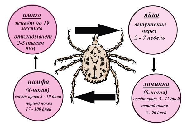 دورة حياة Dermacentor reticulatus