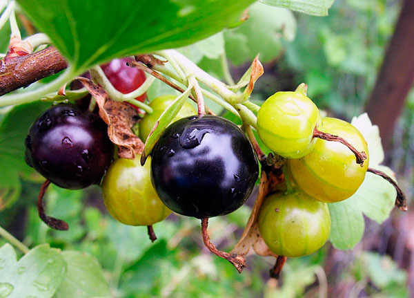 Hibrid currant dan gooseberry - Yoshta