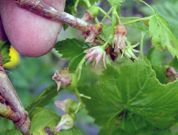 Currant terjejas oleh virus terry