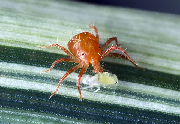 العث المفترس phytoseiulus كطريقة لوقاية النبات البيولوجية